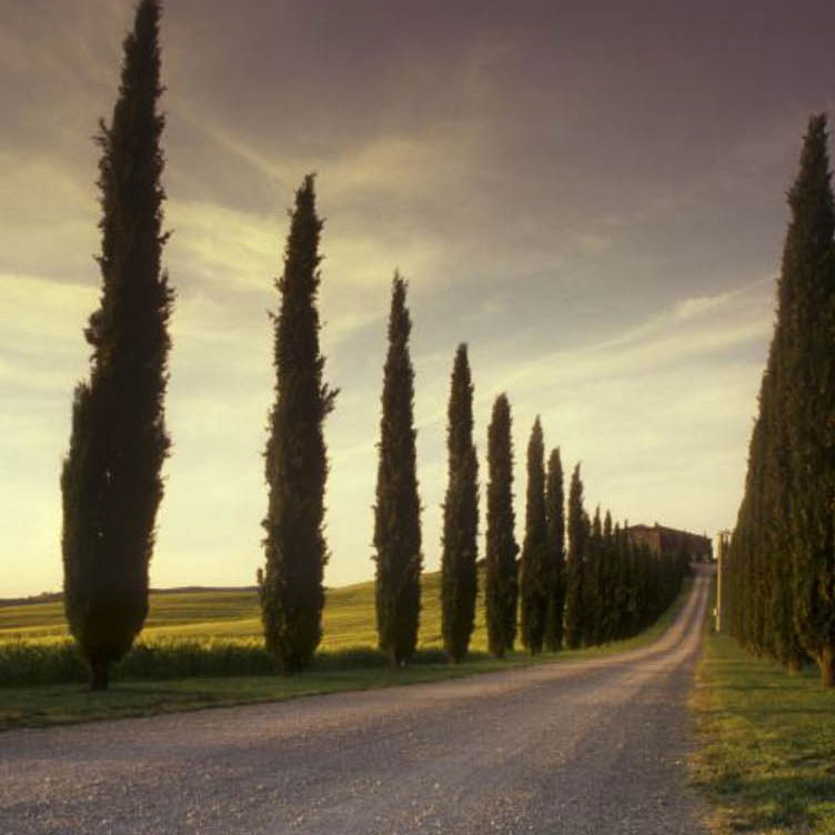 Der Weg